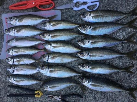 昨日より今日こそ！！アジ釣り！！